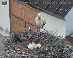 Capi_Dubne_20250603_195503.jpg