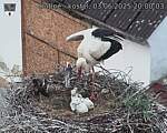 Capi_Dubne_20250603_200003.jpg