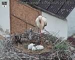 Capi_Dubne_20250603_201003.jpg