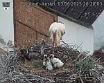 Capi_Dubne_20250603_202003.jpg