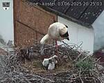 Capi_Dubne_20250603_202503.jpg