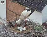 Capi_Dubne_20250603_203002.jpg
