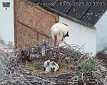 Capi_Dubne_20250603_203503.jpg