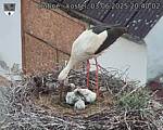 Capi_Dubne_20250603_204002.jpg