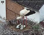 Capi_Dubne_20250603_204503.jpg