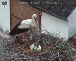 Capi_Dubne_20250603_205002.jpg