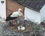 Capi_Dubne_20250603_210003.jpg