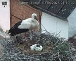 Capi_Dubne_20250603_211002.jpg