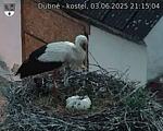Capi_Dubne_20250603_211504.jpg