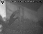 Capi_Dubne_20250603_222502.jpg