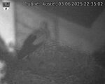 Capi_Dubne_20250603_223502.jpg