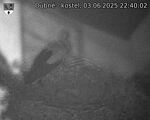 Capi_Dubne_20250603_224002.jpg