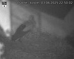 Capi_Dubne_20250603_225002.jpg