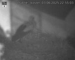 Capi_Dubne_20250603_225503.jpg