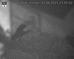 Capi_Dubne_20250603_230502.jpg