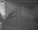 Capi_Dubne_20250603_231003.jpg