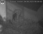 Capi_Dubne_20250604_000002.jpg