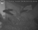 Capi_Dubne_20250604_010502.jpg