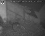 Capi_Dubne_20250604_012002.jpg