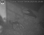 Capi_Dubne_20250604_012503.jpg