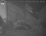 Capi_Dubne_20250604_013002.jpg