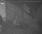 Capi_Dubne_20250604_014502.jpg