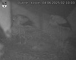 Capi_Dubne_20250604_021003.jpg