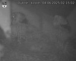 Capi_Dubne_20250604_021502.jpg