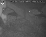 Capi_Dubne_20250604_022002.jpg