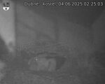 Capi_Dubne_20250604_022503.jpg