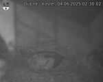 Capi_Dubne_20250604_023002.jpg
