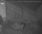 Capi_Dubne_20250604_024502.jpg