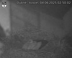 Capi_Dubne_20250604_025002.jpg