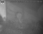Capi_Dubne_20250604_030002.jpg