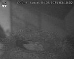Capi_Dubne_20250604_031002.jpg