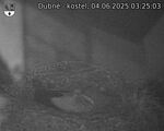 Capi_Dubne_20250604_032503.jpg