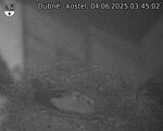 Capi_Dubne_20250604_034502.jpg