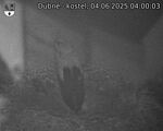 Capi_Dubne_20250604_040003.jpg