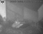 Capi_Dubne_20250604_041503.jpg