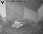 Capi_Dubne_20250604_042003.jpg