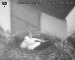 Capi_Dubne_20250604_043003.jpg