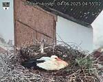 Capi_Dubne_20250604_045502.jpg