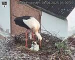 Capi_Dubne_20250604_050003.jpg