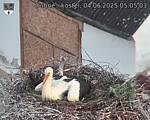 Capi_Dubne_20250604_050503.jpg