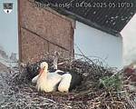 Capi_Dubne_20250604_051003.jpg