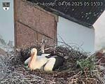 Capi_Dubne_20250604_051503.jpg