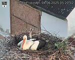 Capi_Dubne_20250604_052002.jpg