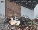 Capi_Dubne_20250604_053003.jpg