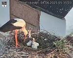 Capi_Dubne_20250604_053503.jpg