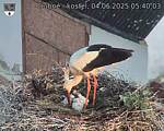 Capi_Dubne_20250604_054003.jpg